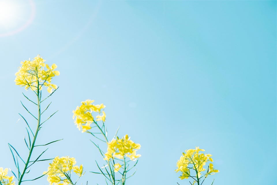 Yellow Flowers Under Blue Sky