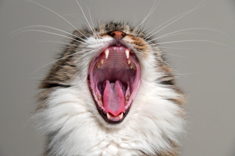 Close-up Photo of Yawning Cat 